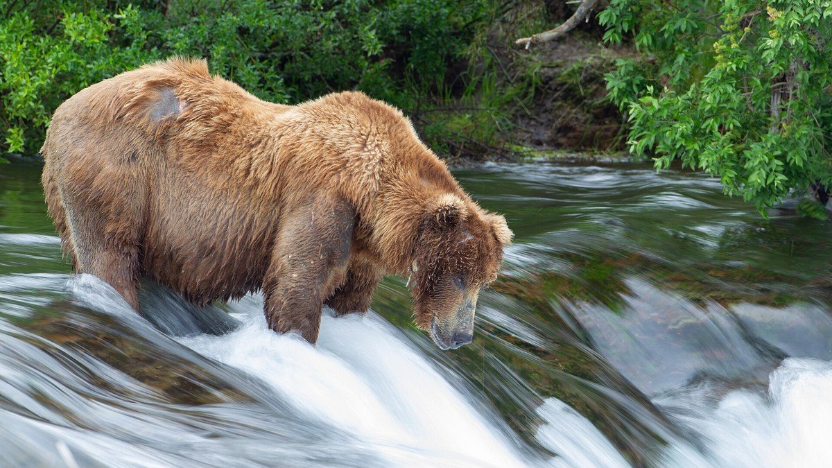 Braunbärin 128 Grazer fängt Lachse an den Brooks Falls im Katmai-Nationalpark