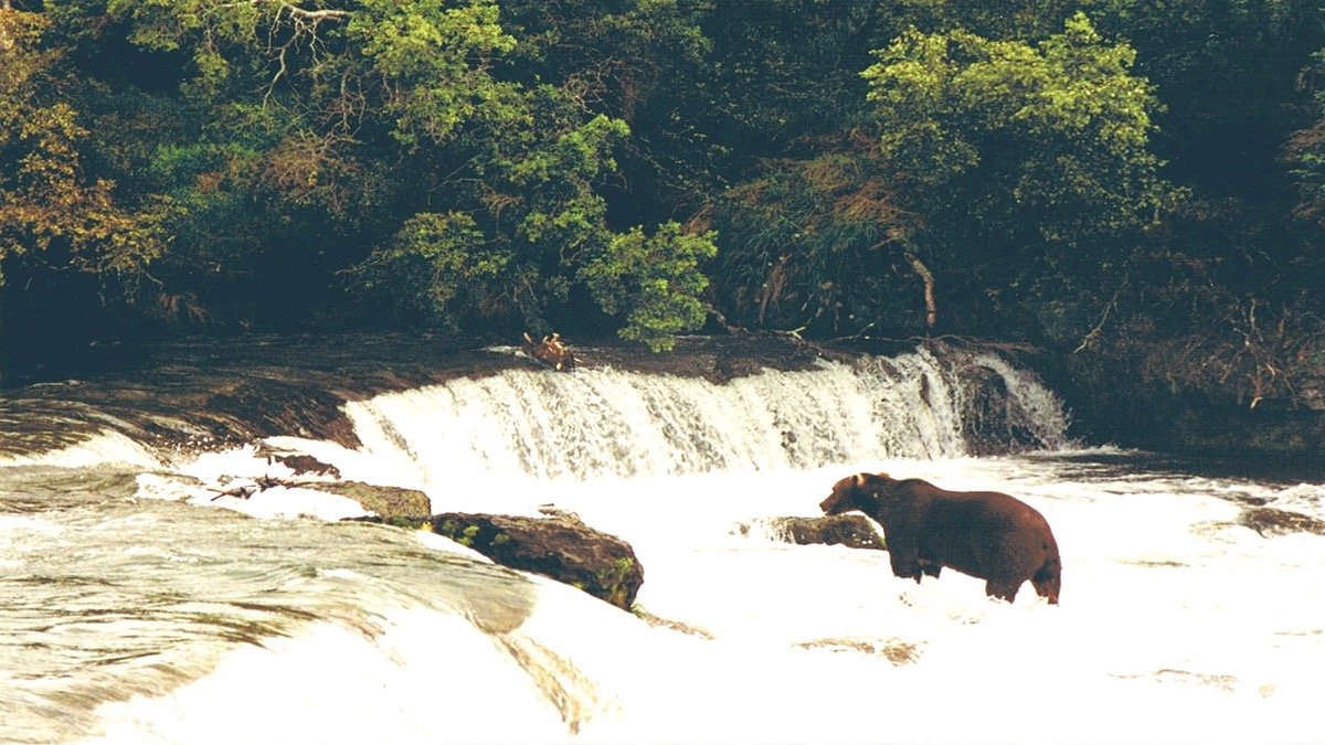Large brown bear standing in rushing water of a river waterfall catching jumping salmon
