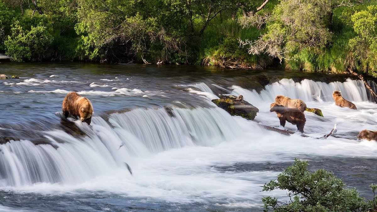 Massive brown bear catching sockeye salmon at Brooks Falls in Katmai National Park