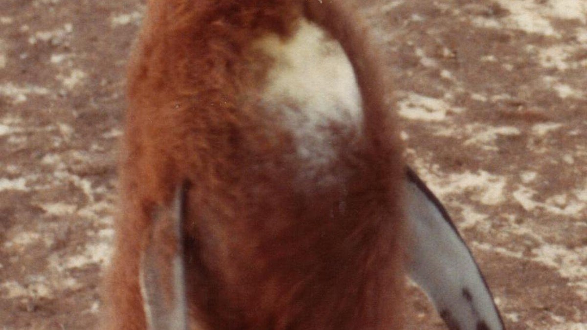 Fluffy brown king penguin chick standing beside adult king penguins in a sub-Antarctic habitat