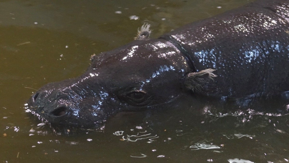 Adorable baby pygmy hippopotamus Moo Deng resting near water