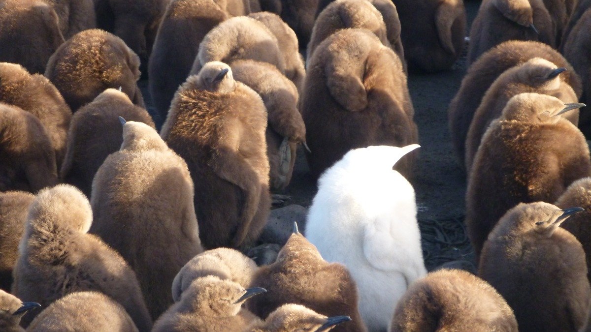 Large fluffy brown penguin chick standing tall among adult king penguins