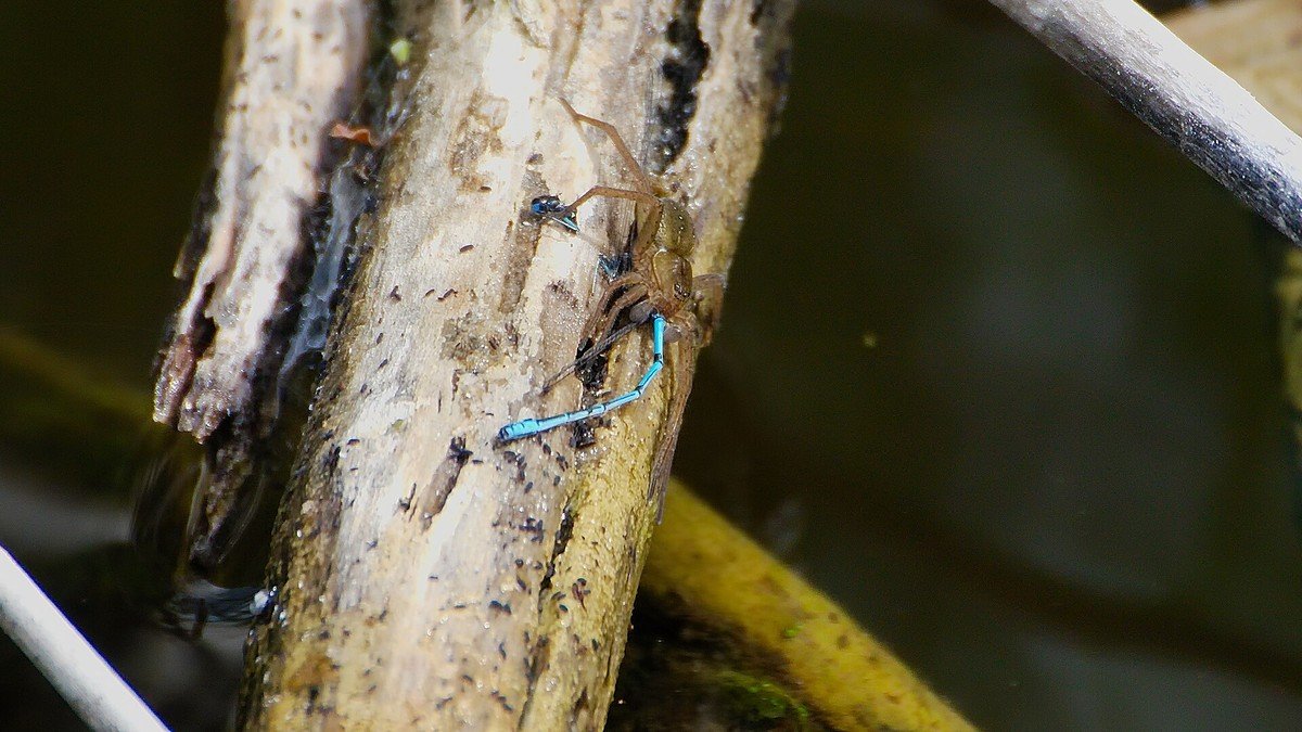 Close-up of a large brown and cream-striped Fen Raft Spider resting on wetland vegetation in Norfolk, England