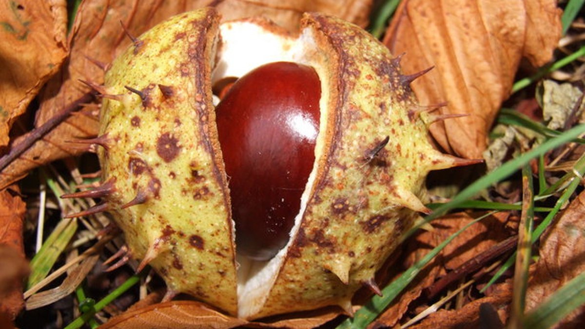 Contestants clashing horse chestnuts on strings at the World Conker Championships in England