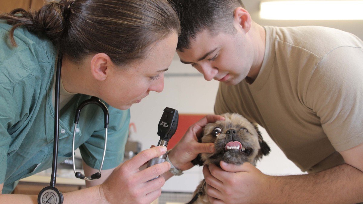 Veterinary and public health workers administering canine rabies vaccinations during a World Rabies Day community campaign